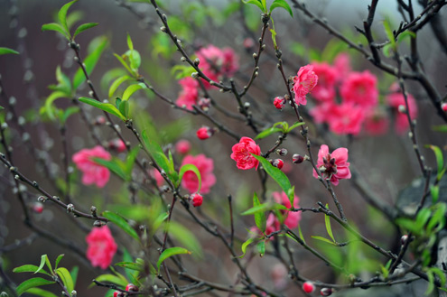 Peach village “holding breath” for ending of cold weather